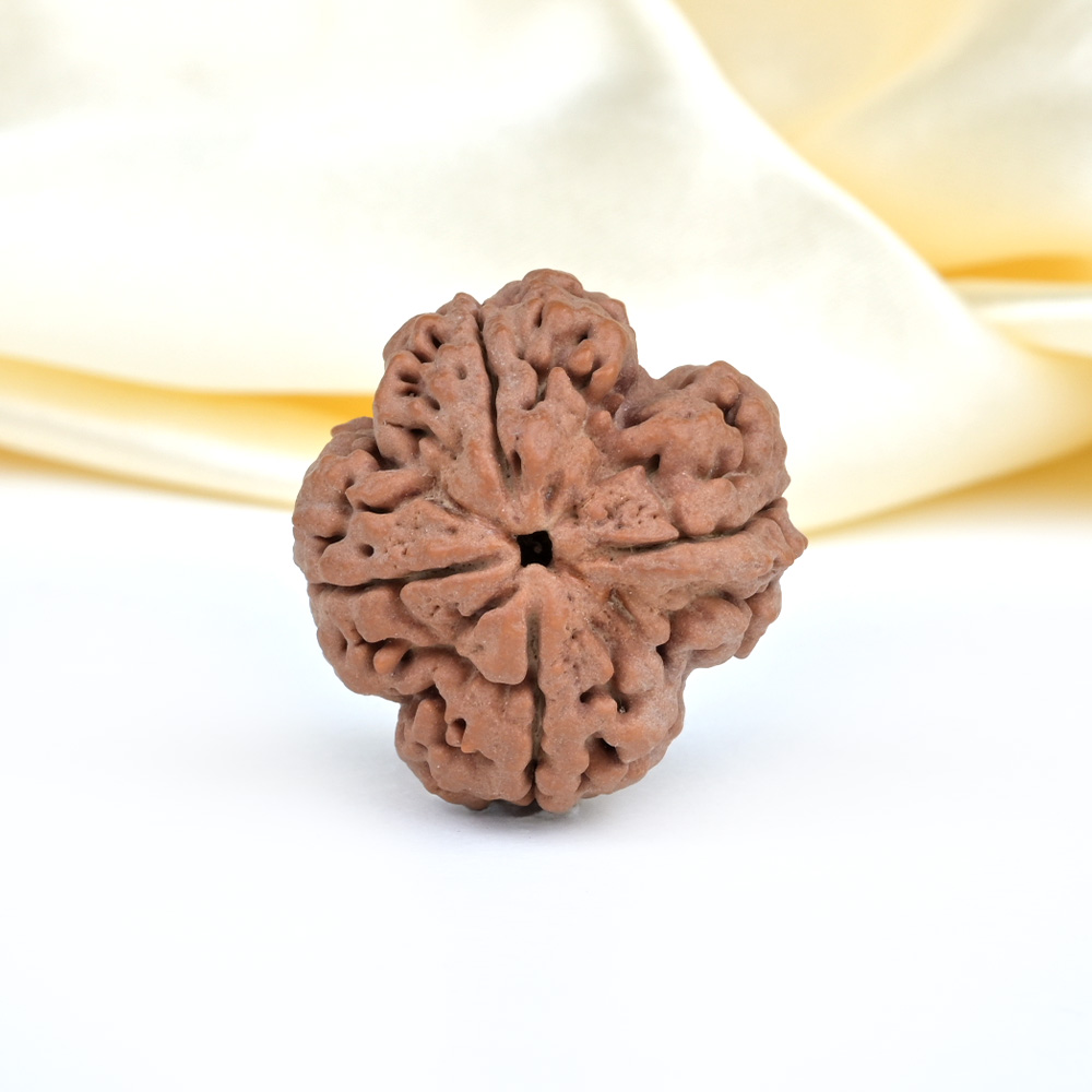 Super Collector 4 Mukhi from Nepal - CXCVII