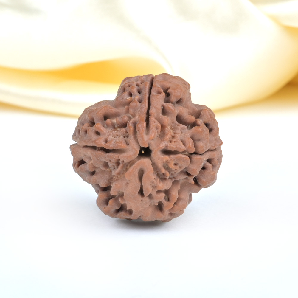 Super Collector 4 Mukhi from Nepal - CXCVIII