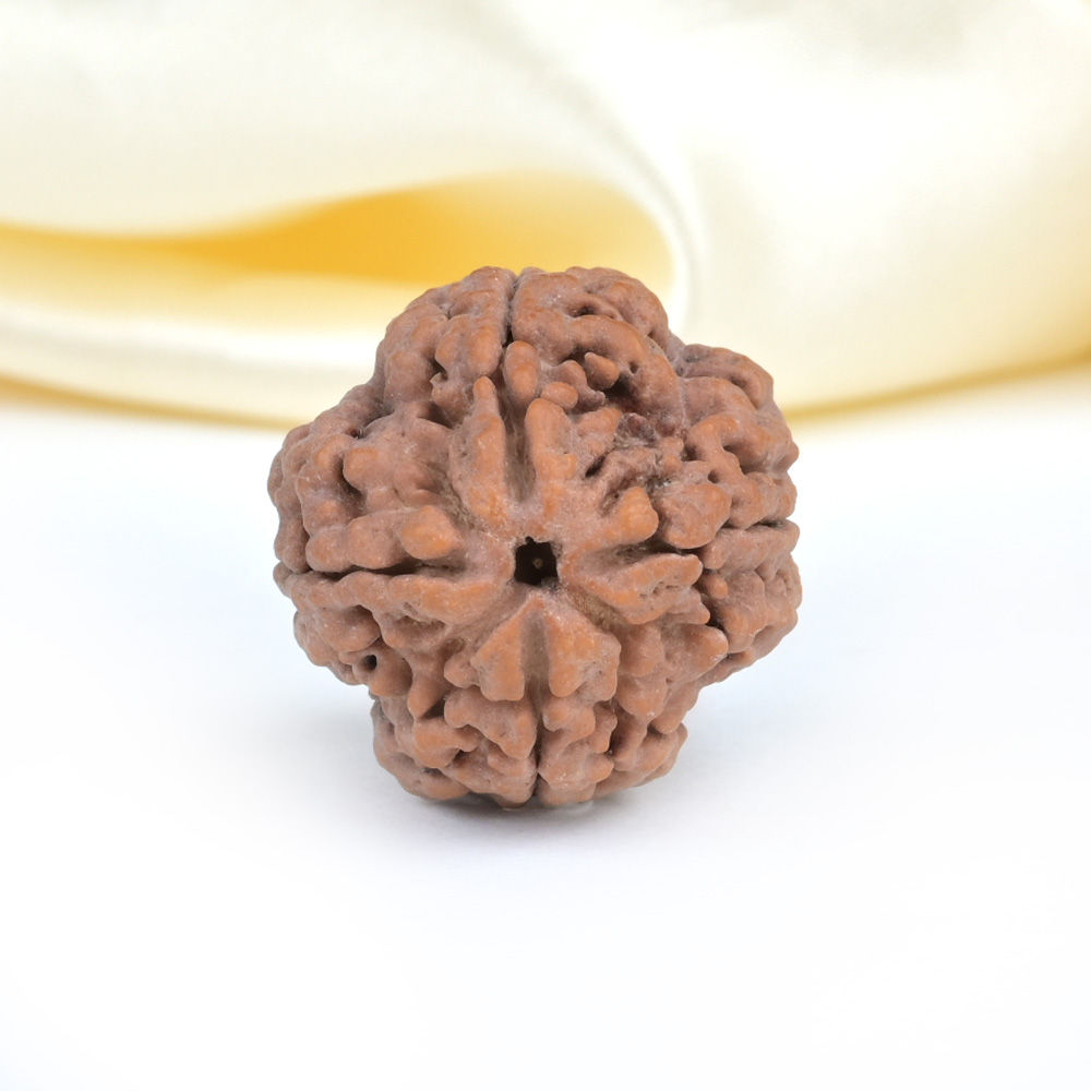 Super Collector 4 Mukhi from Nepal - CXCIX