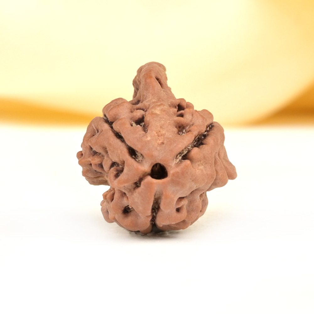 Ganesh Rudraksha 3 Mukhi from Nepal - II
