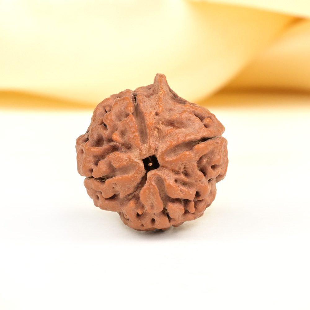 Ganesh Rudraksha 4 Mukhi from Nepal - VII