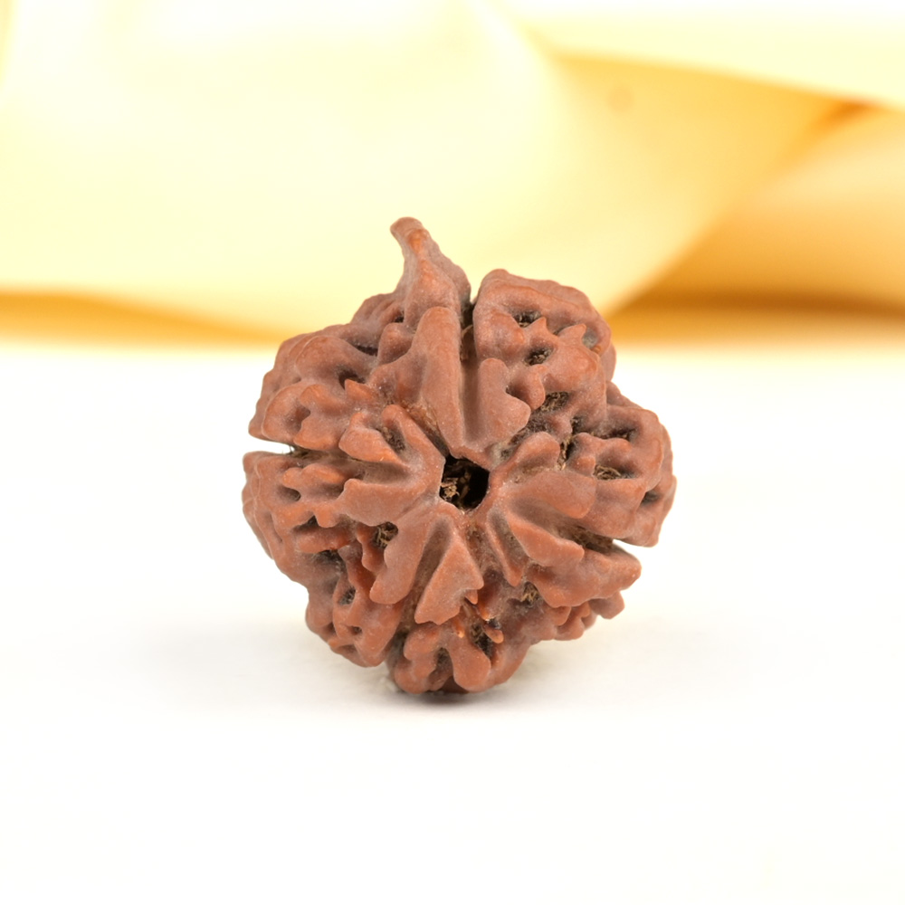 Ganesh Rudraksha 4 Mukhi from Nepal - VIII
