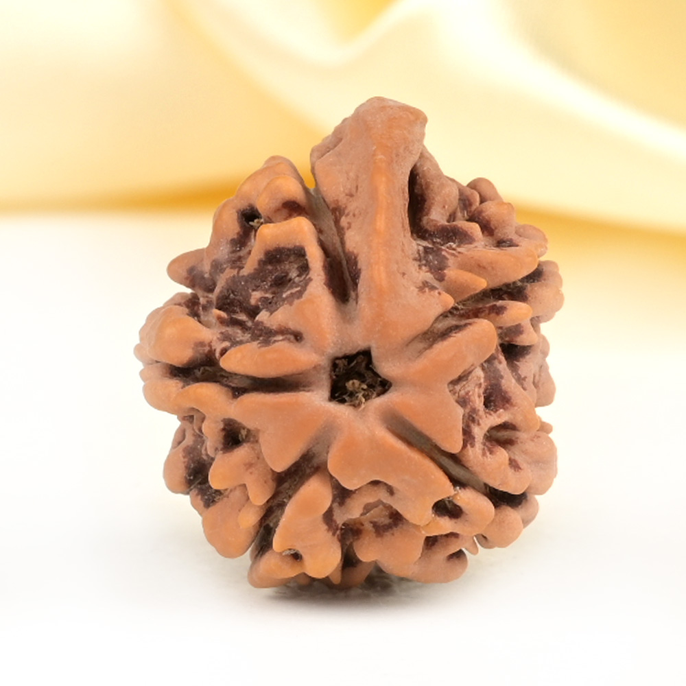 Ganesh Rudraksha 5 Mukhi from Nepal - LIII