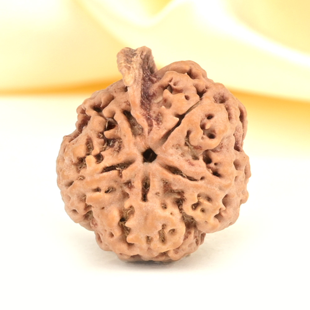 Ganesh Rudraksha 5 Mukhi from Nepal - LIV