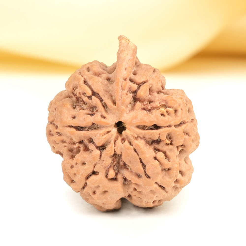 Ganesh Rudraksha 6 Mukhi from Nepal - XLII
