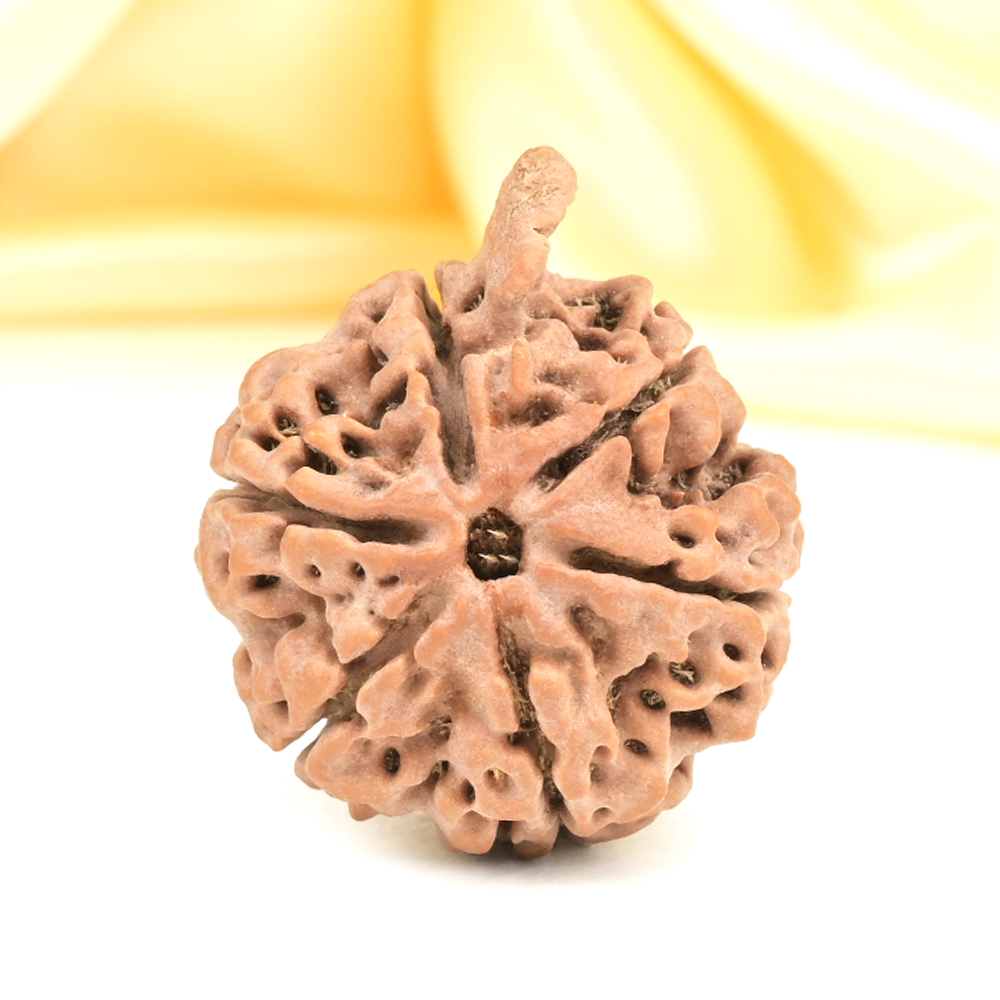 Ganesh Rudraksha 6 Mukhi from Nepal - XLIV