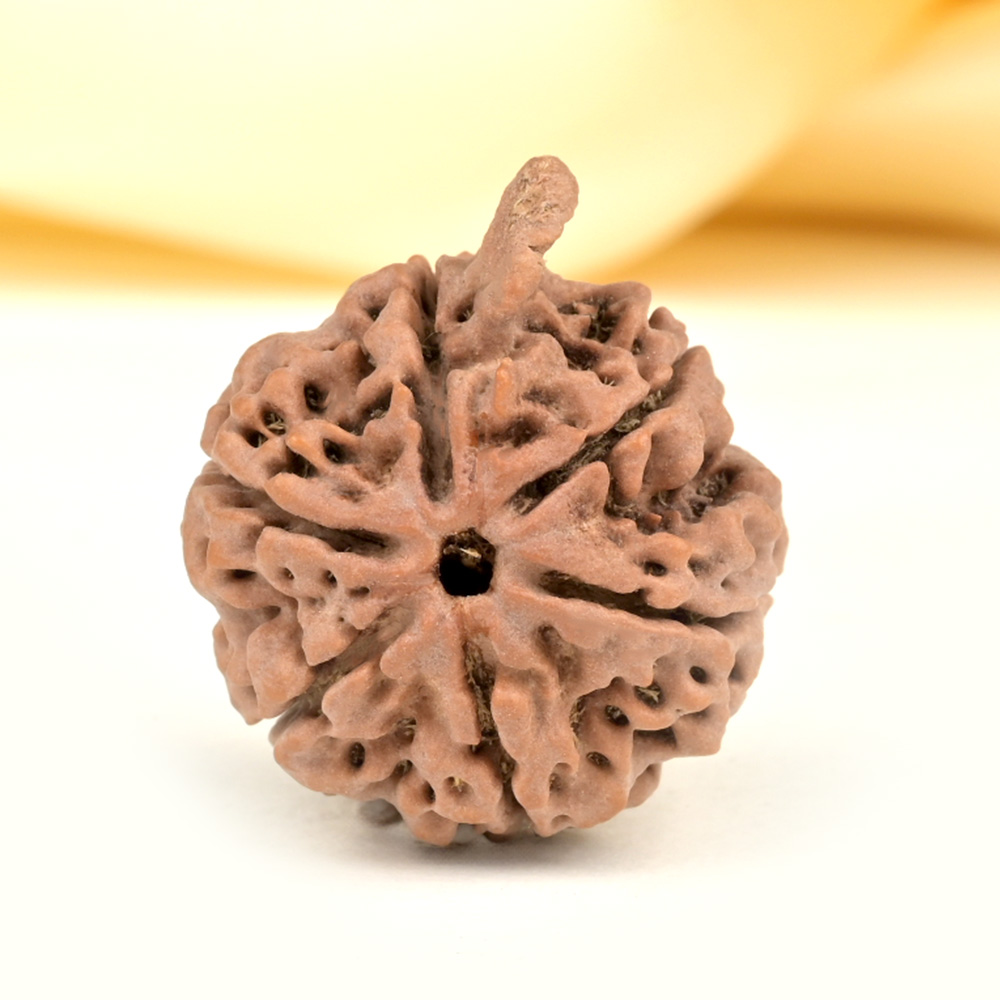 Ganesh Rudraksha 6 Mukhi from Nepal - XLV