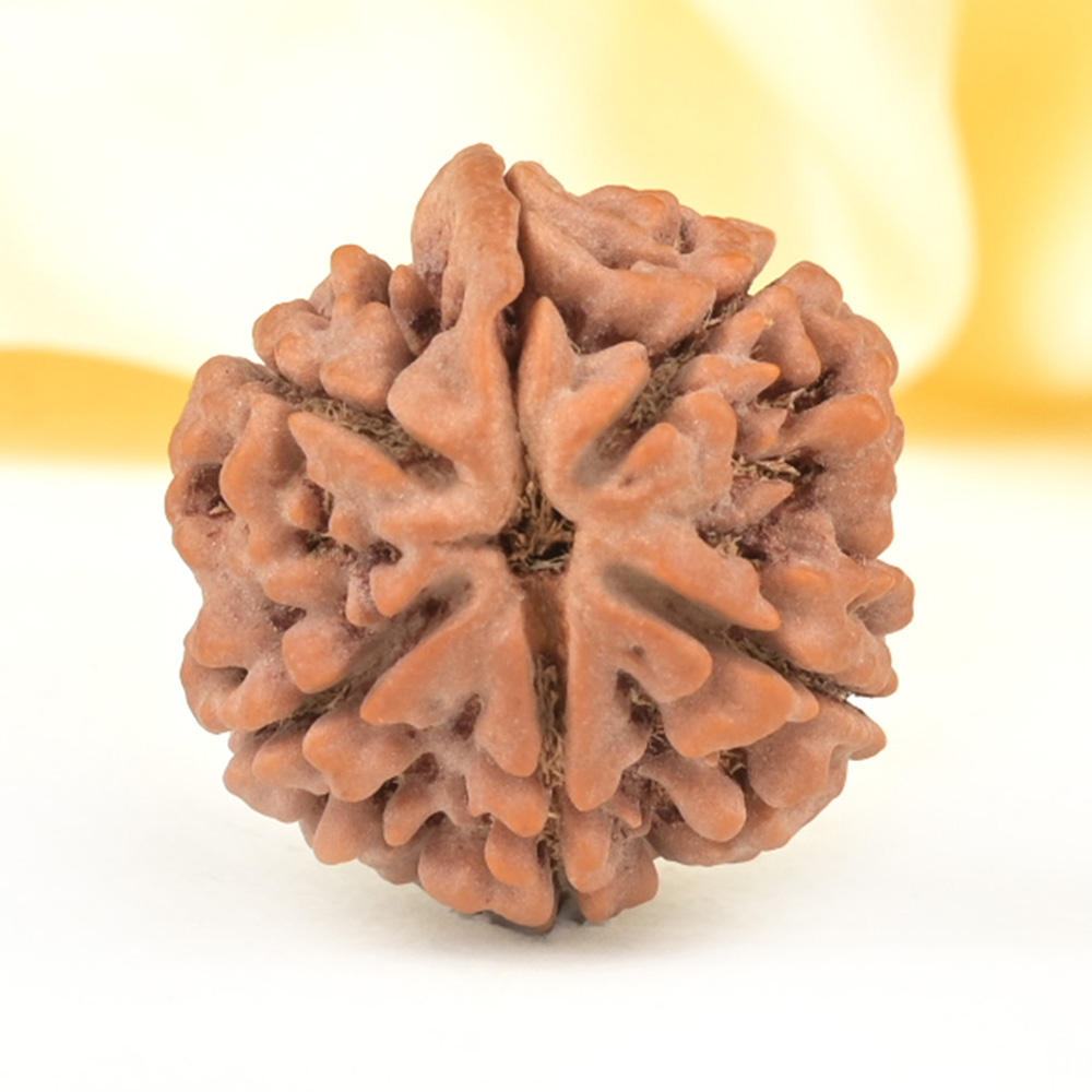 Ganesh Rudraksha 6 Mukhi from Nepal - XLV
