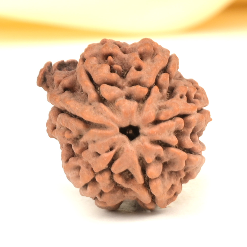 Ganesh Rudraksha 7 Mukhi from Nepal - IV
