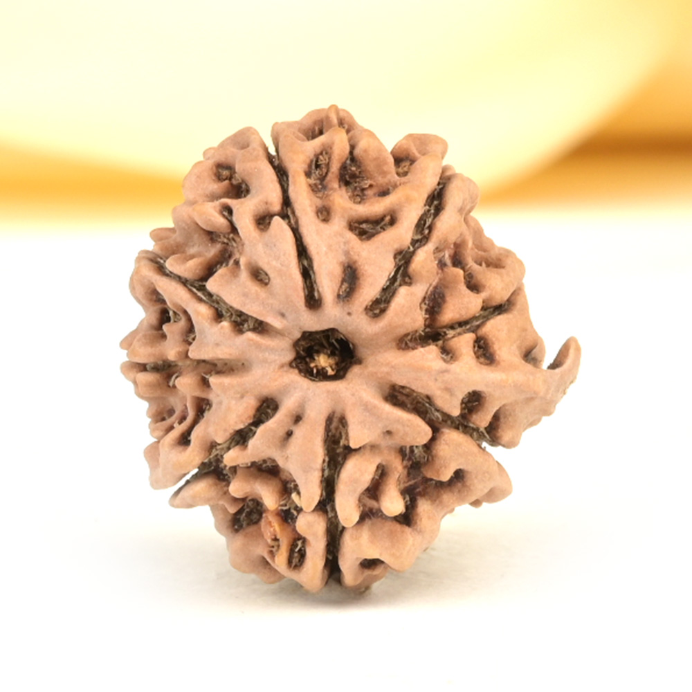 Ganesh Rudraksha 8 Mukhi from Nepal - III
