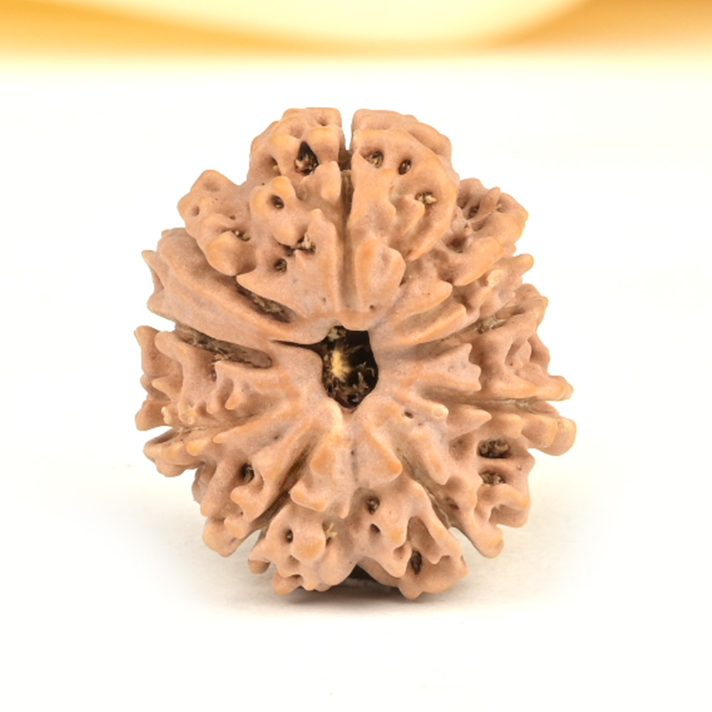 Ganesh Rudraksha 9 Mukhi from Nepal - X