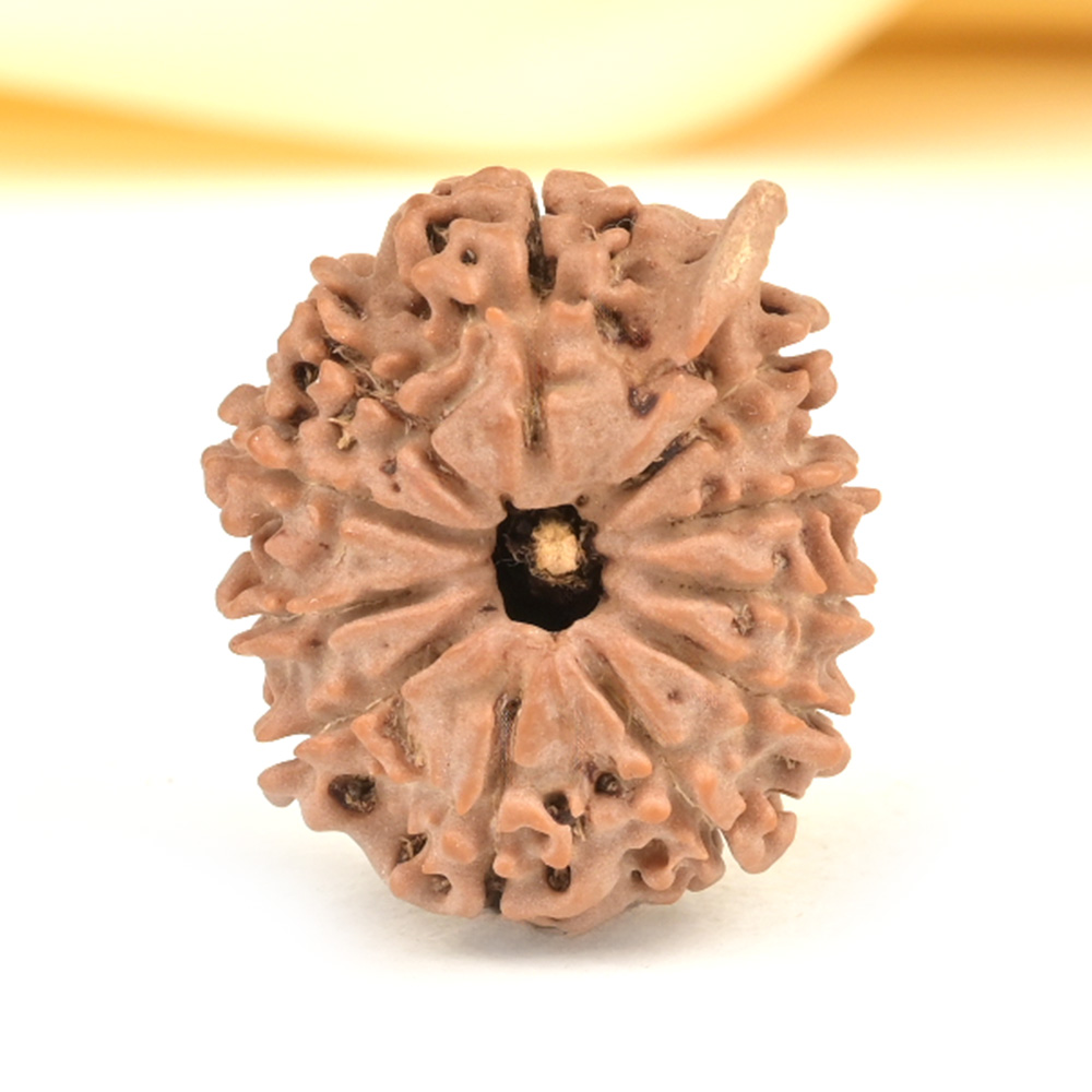 Ganesh Rudraksha 11 Mukhi from Nepal - X