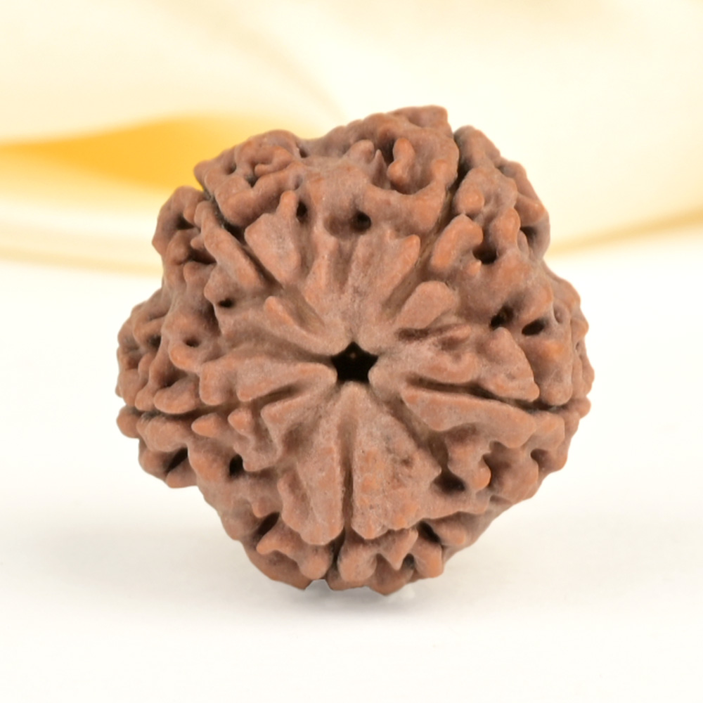 Super Collector 5 Mukhi from Nepal - DCVI