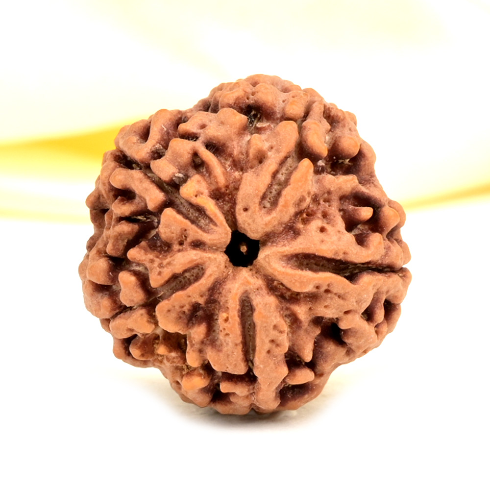 Super Collector 5 Mukhi from Nepal - DCVII