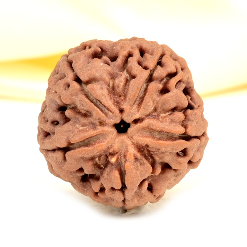 Super Collector 5 Mukhi from Nepal - DCVIII