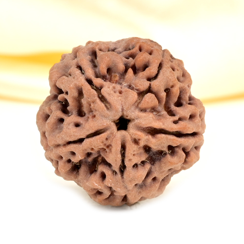 Super Collector 5 Mukhi from Nepal - DCIX