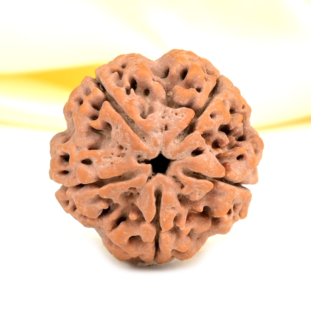 Super Collector 5 Mukhi from Nepal - DCX