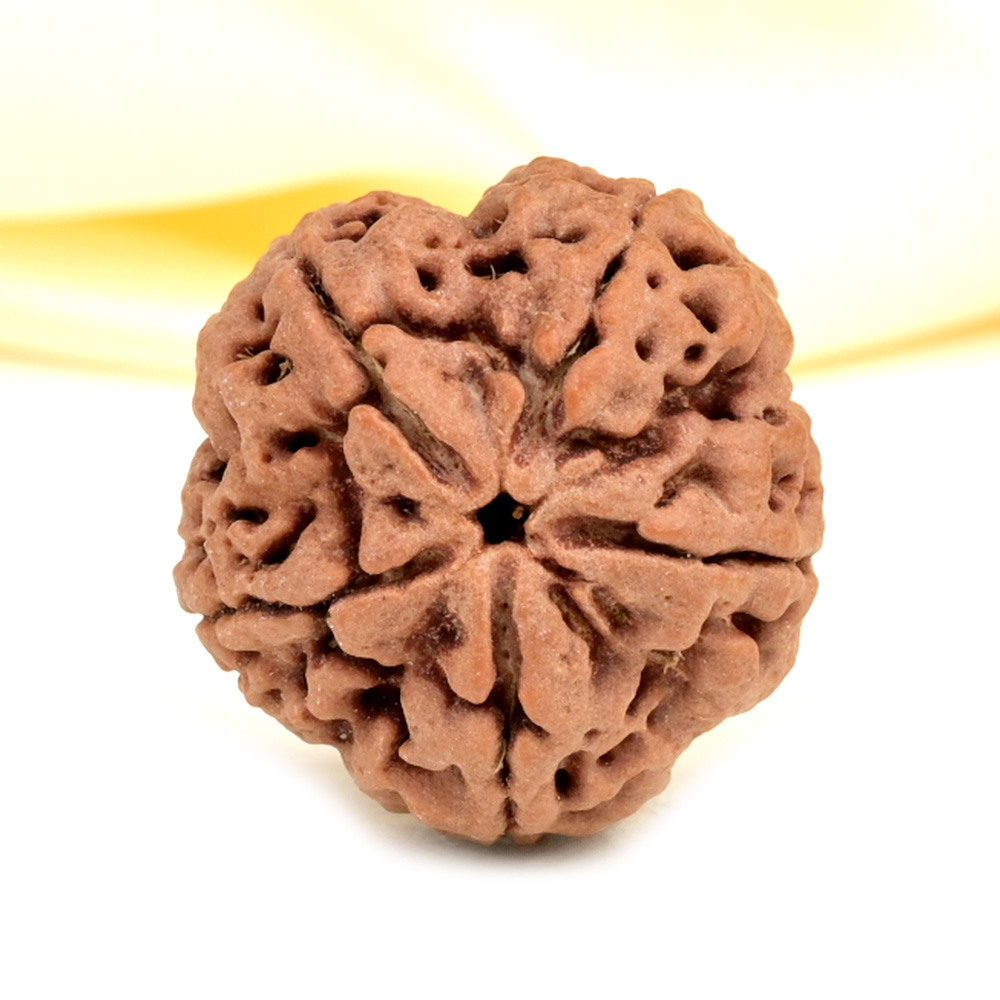 Super Collector 5 Mukhi from Nepal - DCXI