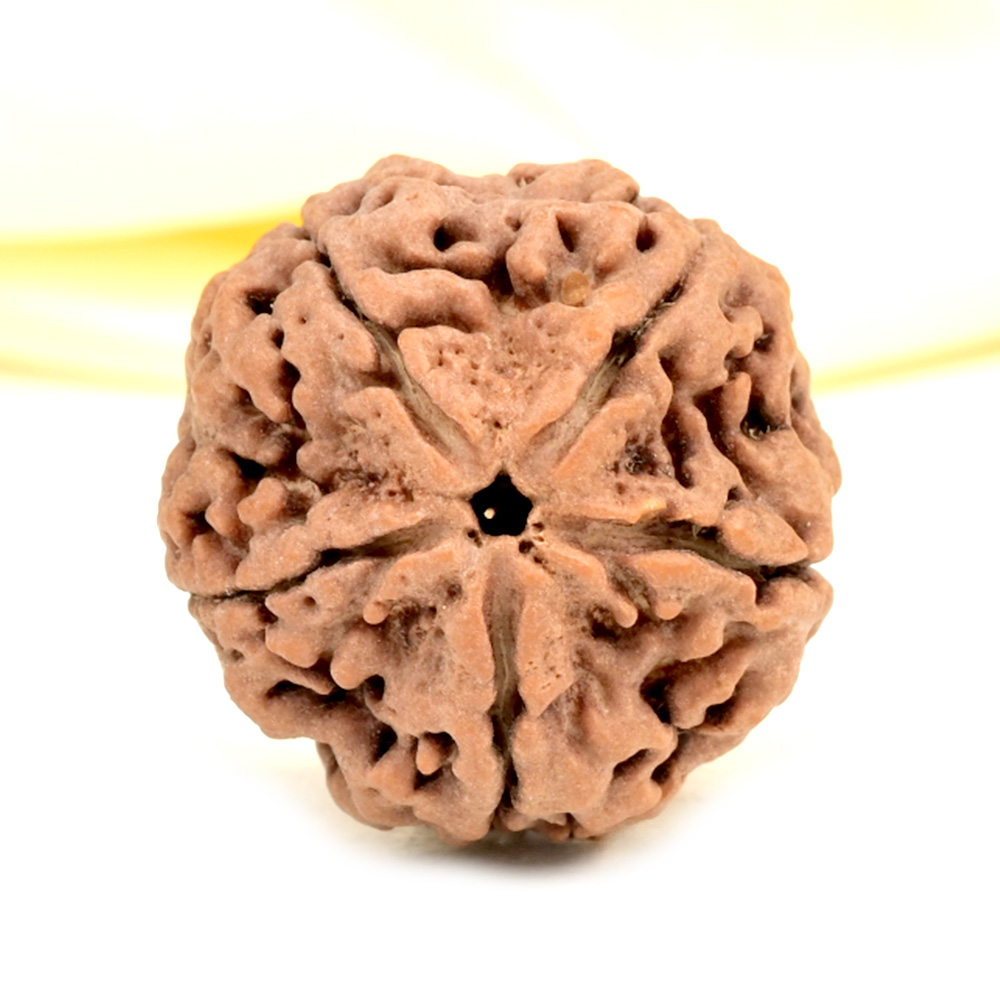 Super Collector 5 Mukhi from Nepal - DCXII