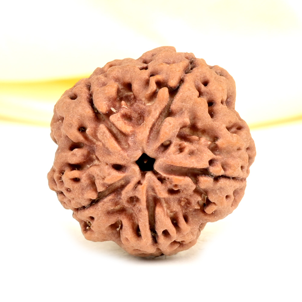 Super Collector 5 Mukhi from Nepal - DCXIV