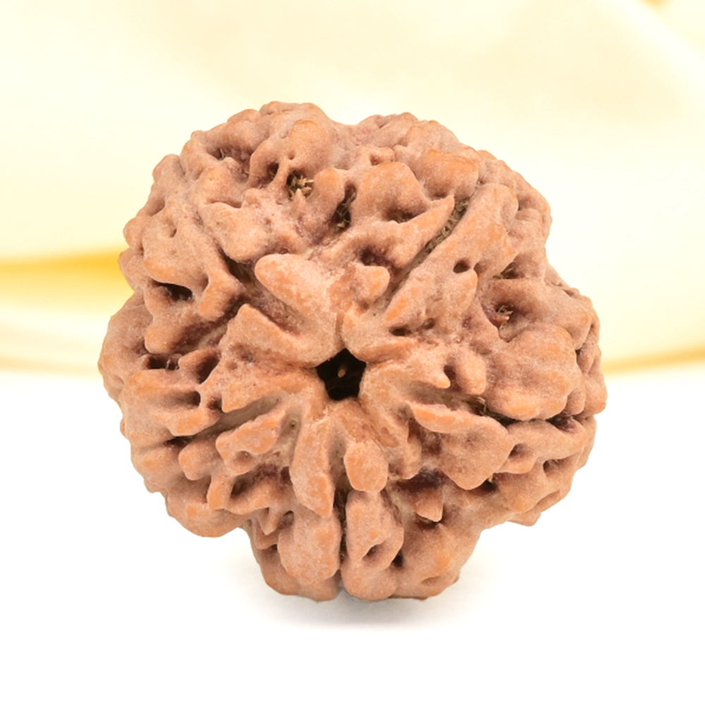 Super Collector 5 Mukhi from Nepal - DCXV