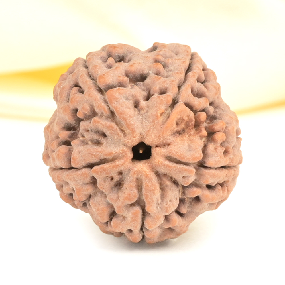 Super Collector 5 Mukhi from Nepal - DCXVI