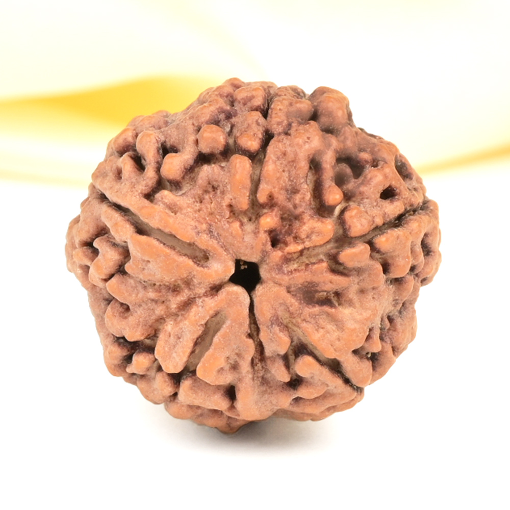 Super Collector 5 Mukhi from Nepal - DCXVII