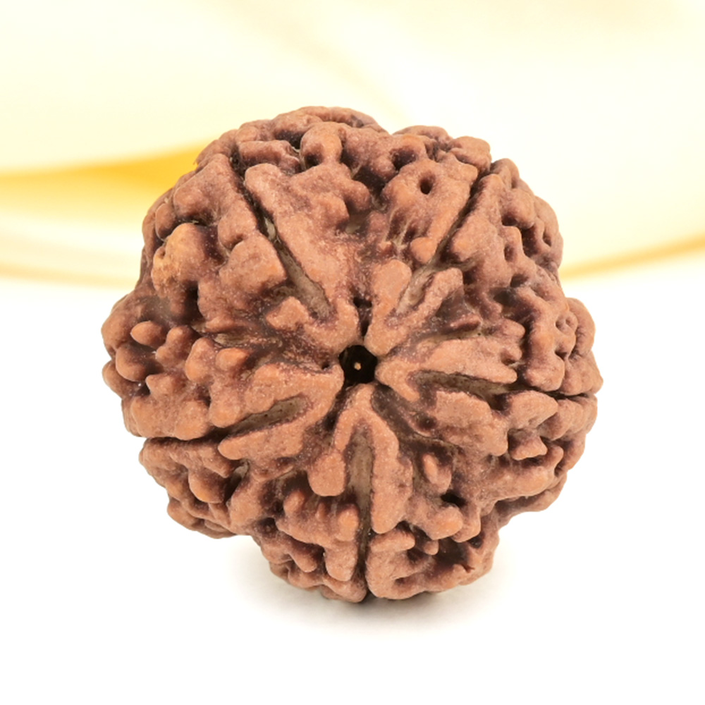 Super Collector 5 Mukhi from Nepal - DCXVIII