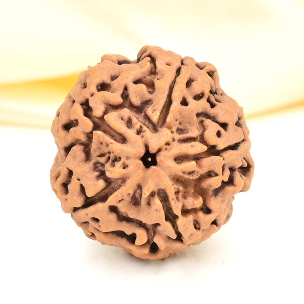 Super Collector 5 Mukhi from Nepal - DCXIX