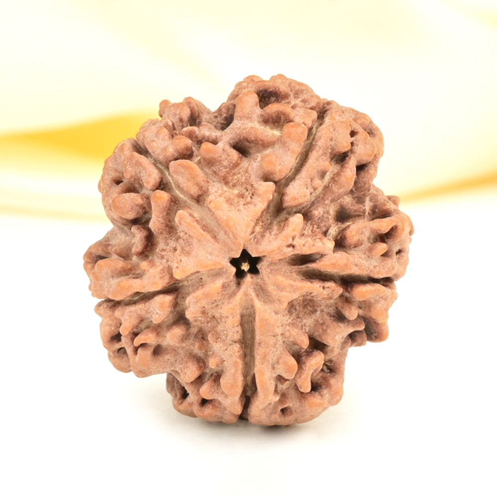 Super Collector 5 Mukhi from Nepal - DCXX