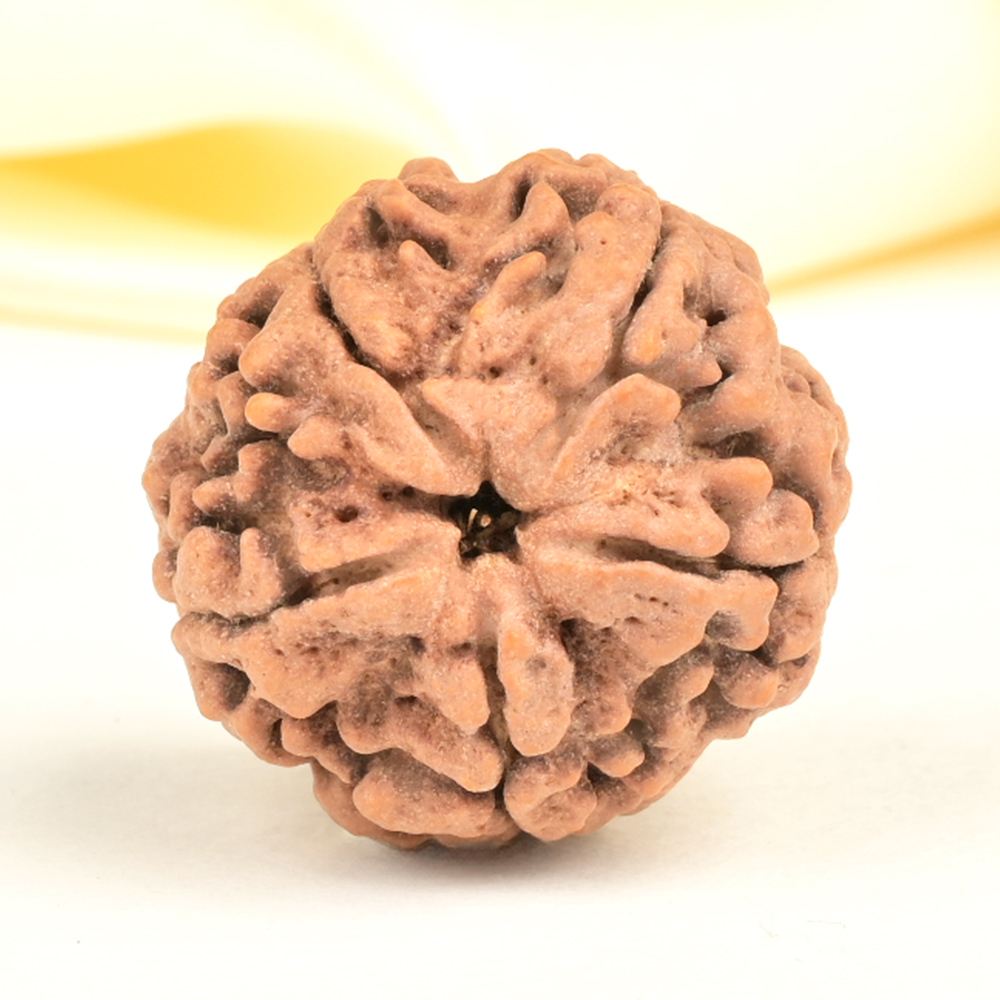 Super Collector 5 Mukhi from Nepal - DCXXI