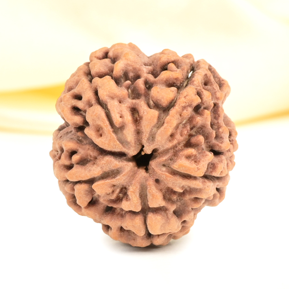 Super Collector 5 Mukhi from Nepal - DCXXII