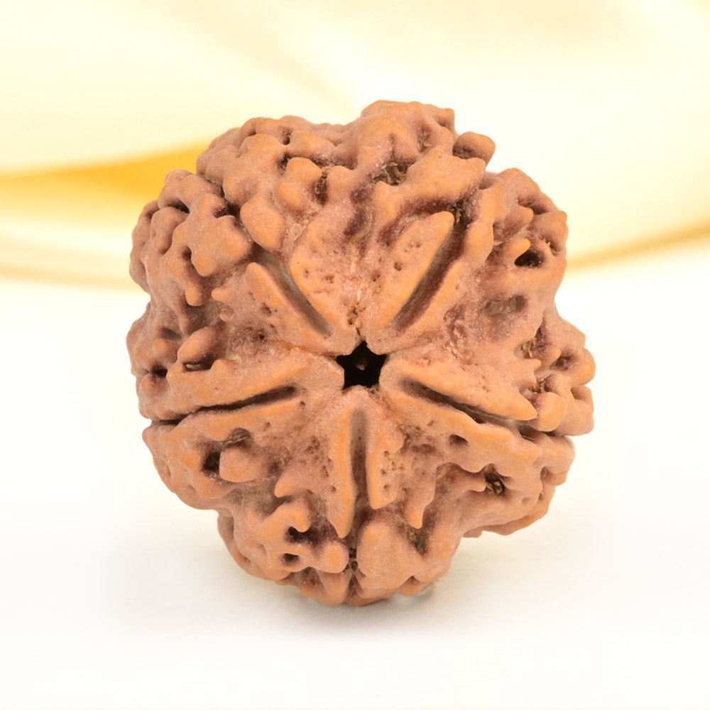 Super Collector 5 Mukhi from Nepal - DCXXIII