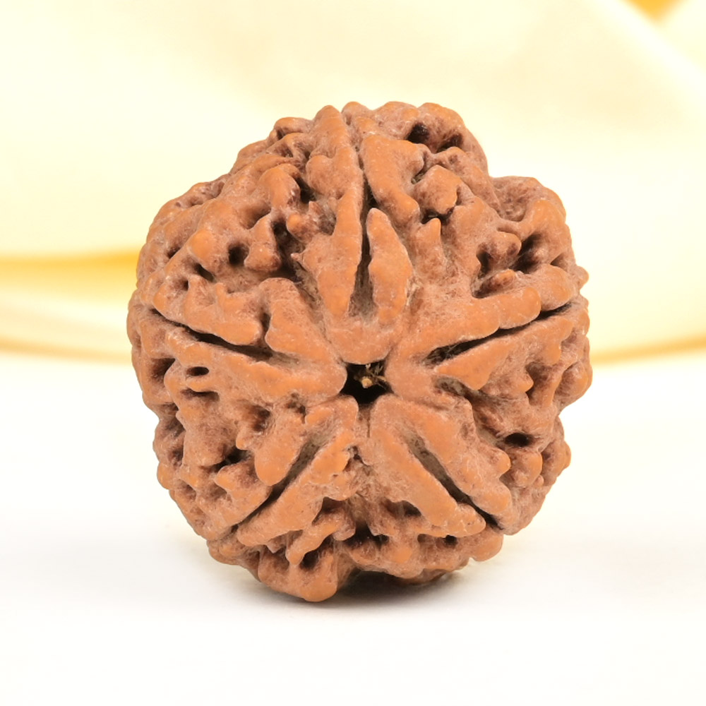 Super Collector 5 Mukhi from Nepal - DCXXIV