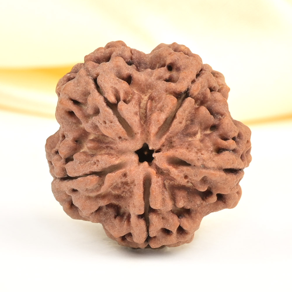 Super Collector 5 Mukhi from Nepal - DCXXV