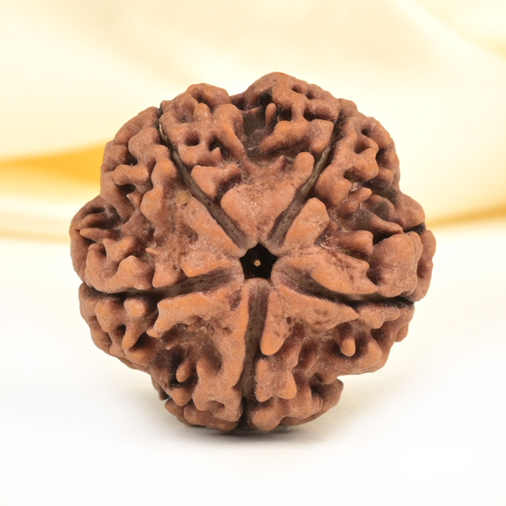 Super Collector 5 Mukhi from Nepal - DCXXVI