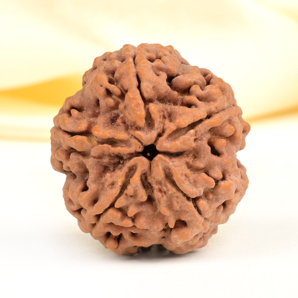 Super Collector 5 Mukhi from Nepal - DCXXVII