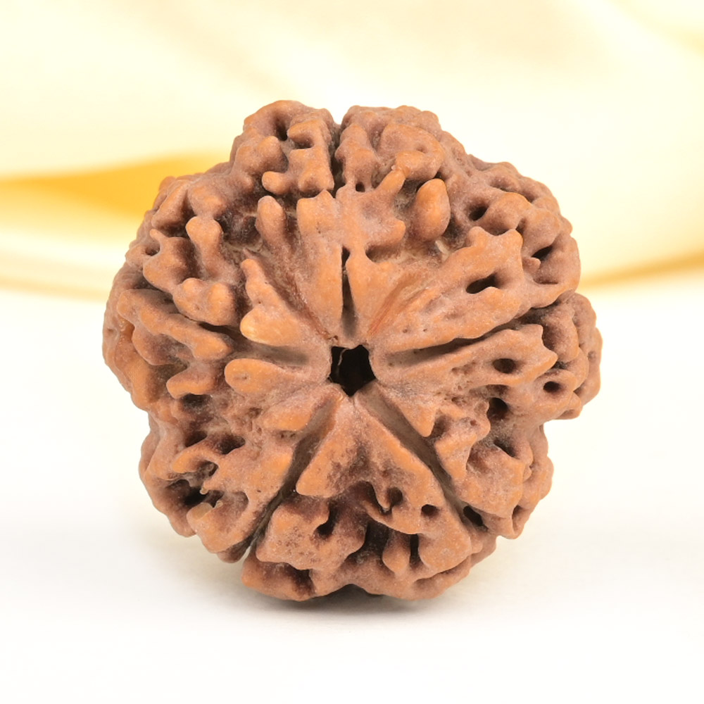 Super Collector 5 Mukhi from Nepal - DCXXVIII