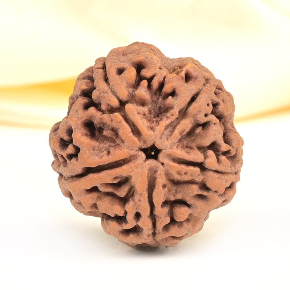 Super Collector 5 Mukhi from Nepal - DCXXIX