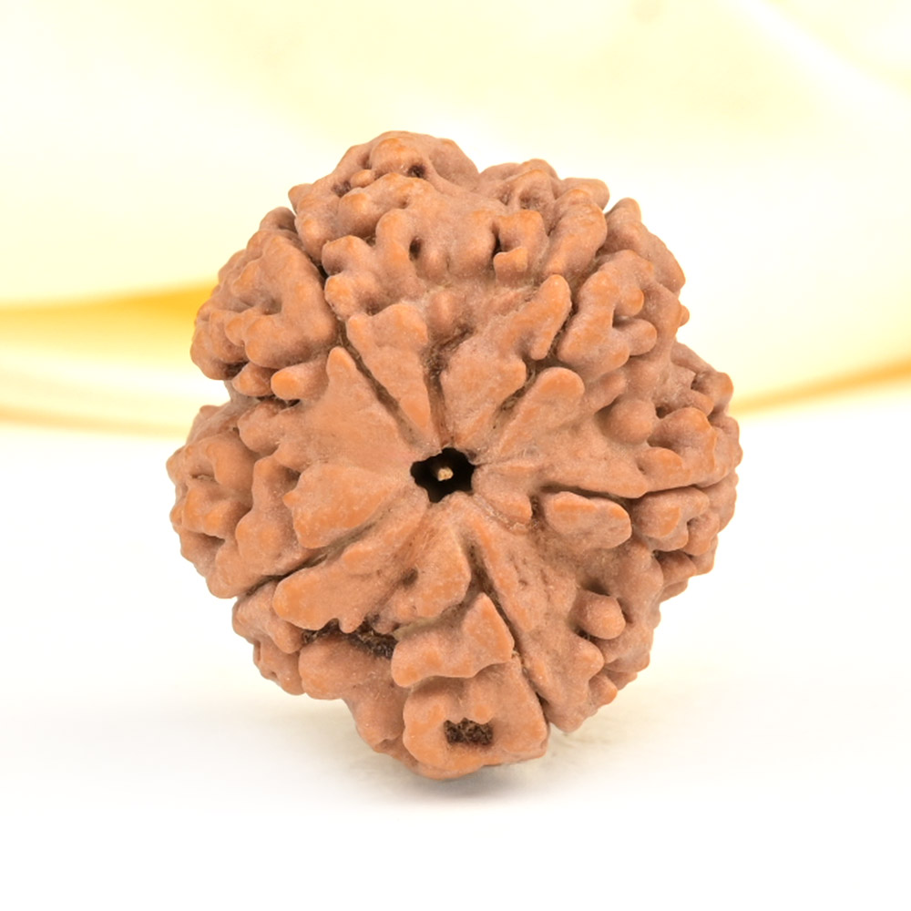 Super Collector 5 Mukhi from Nepal - DCXXX