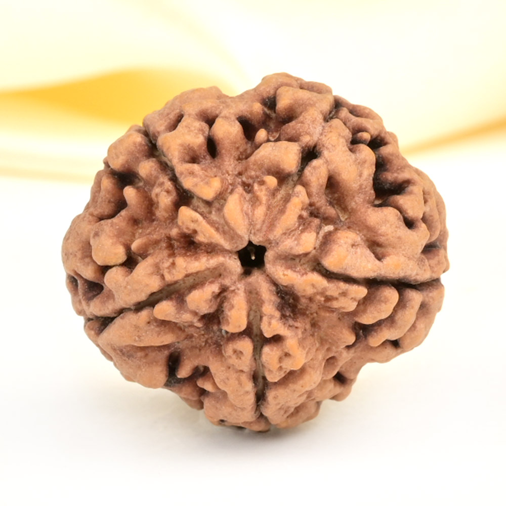 Super Collector 5 Mukhi from Nepal - DCXXXI