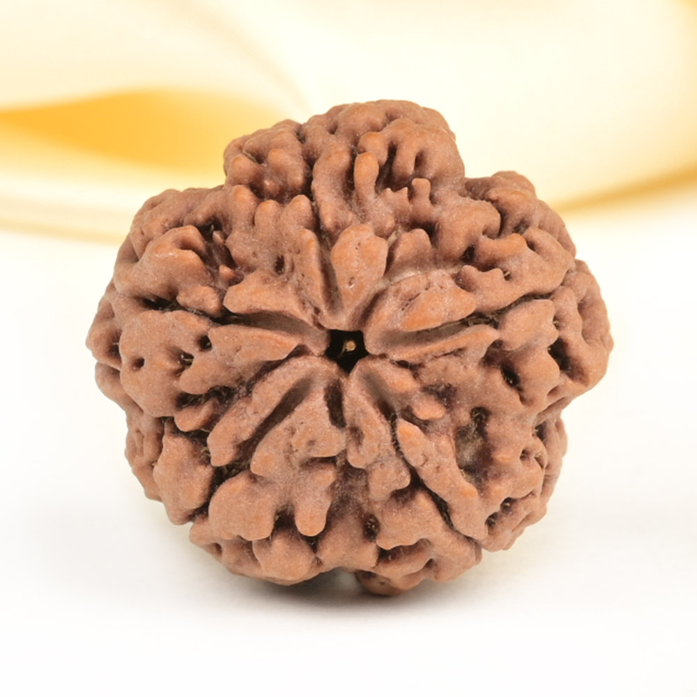 Super Collector 5 Mukhi from Nepal - DCXXXII