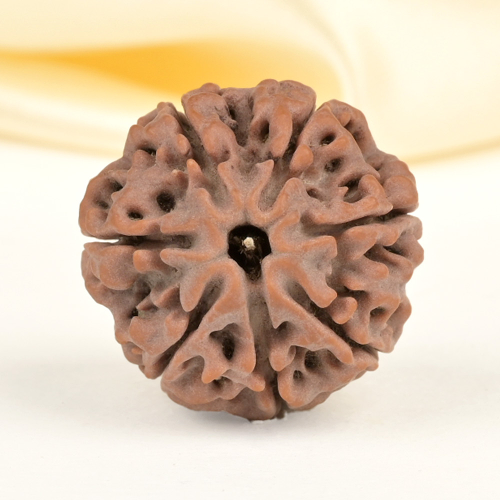 Collector 7 Mukhi from Nepal - DCLXXVII