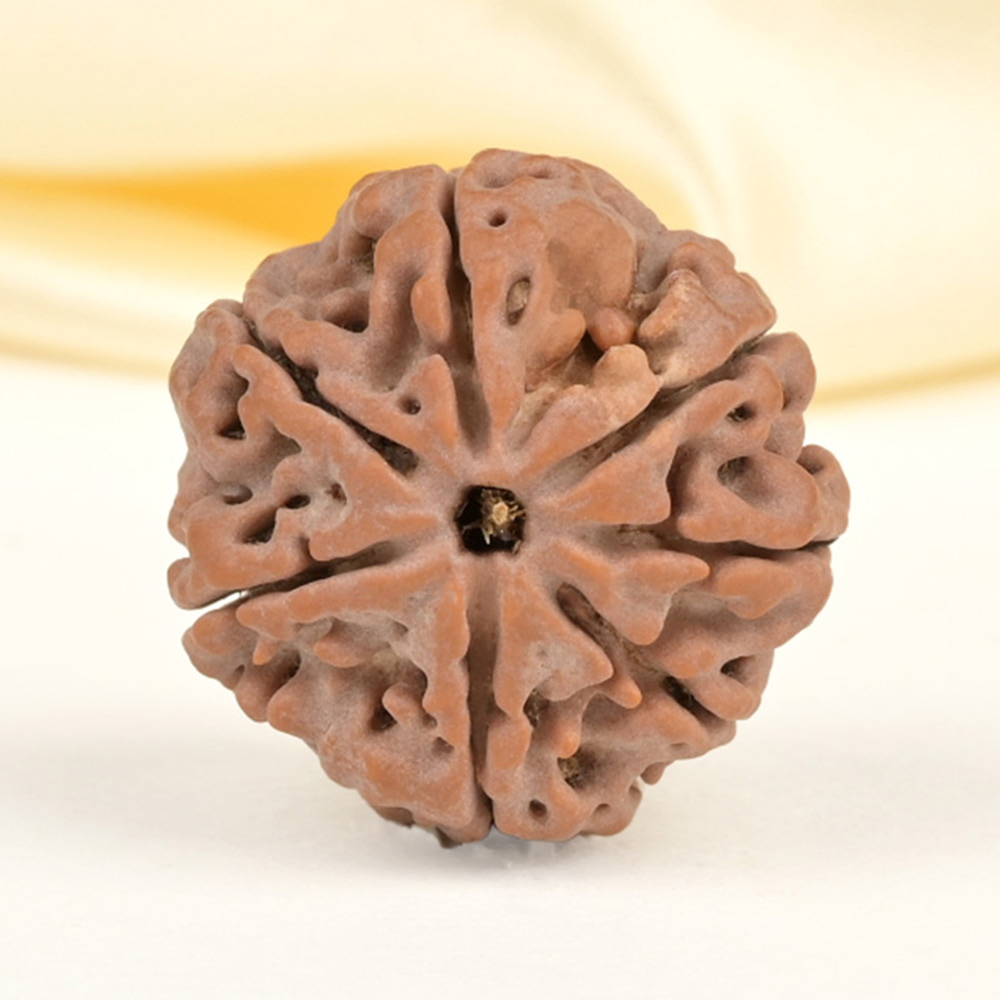 Collector 7 Mukhi from Nepal - DCLXXVIII