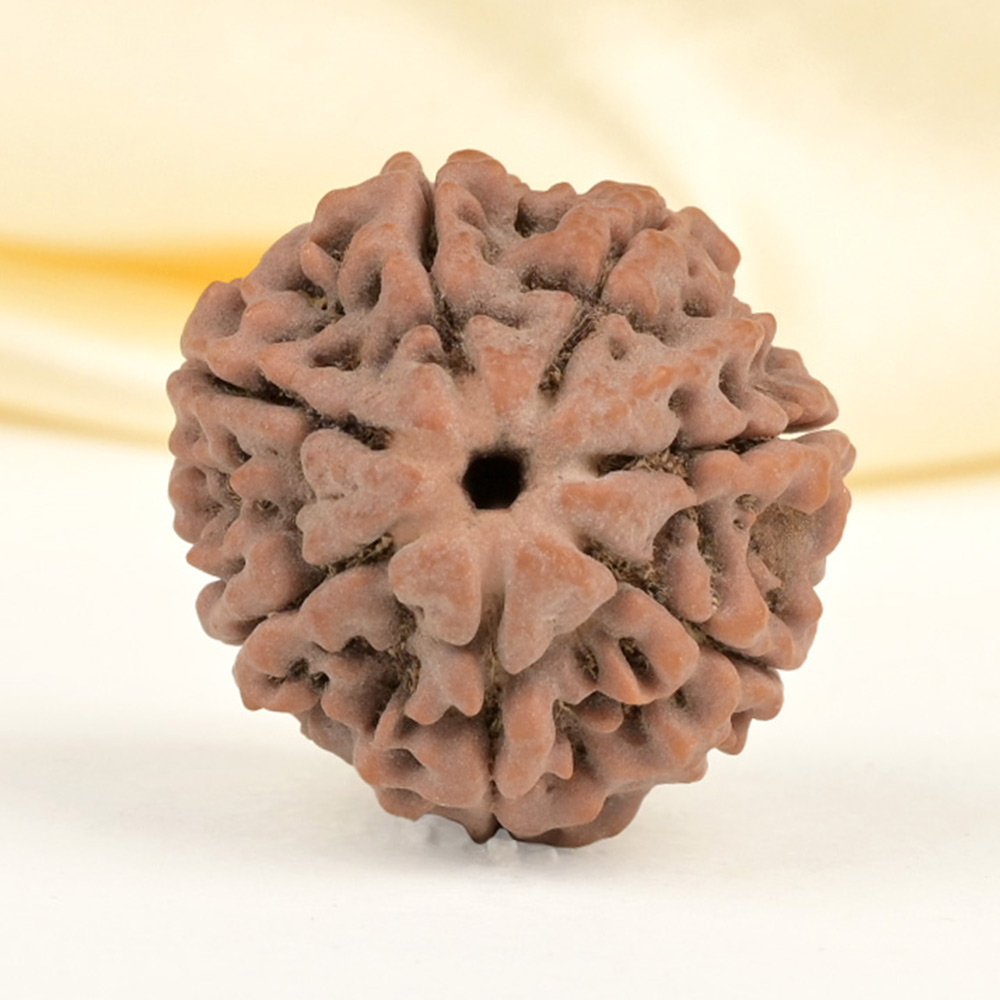 Collector 7 Mukhi from Nepal - DCLXXIX