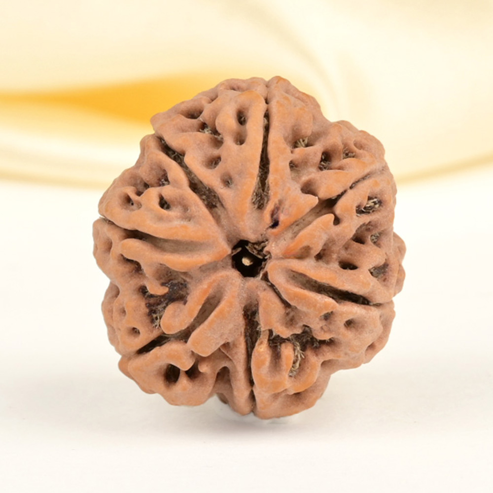 Collector 7 Mukhi from Nepal - DCLXXX