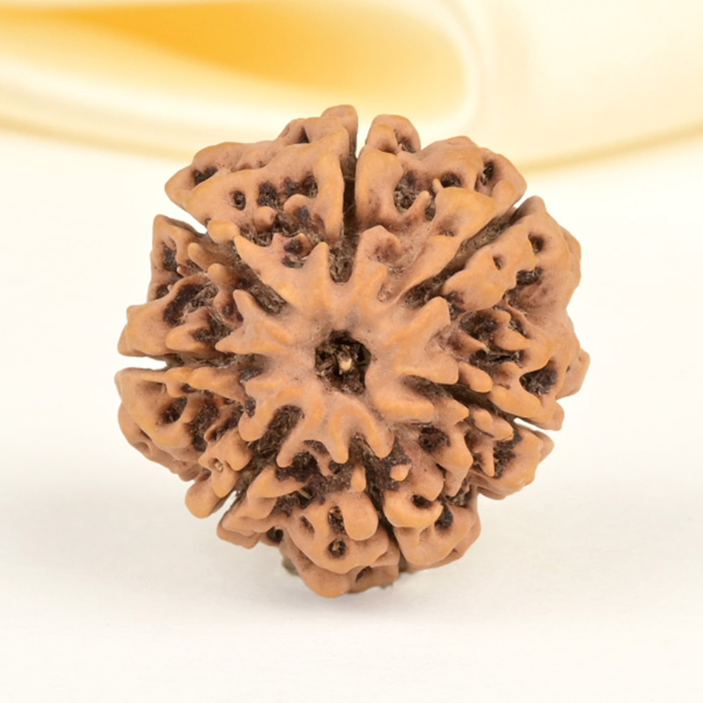 Collector 7 Mukhi from Nepal - DCLXXXI