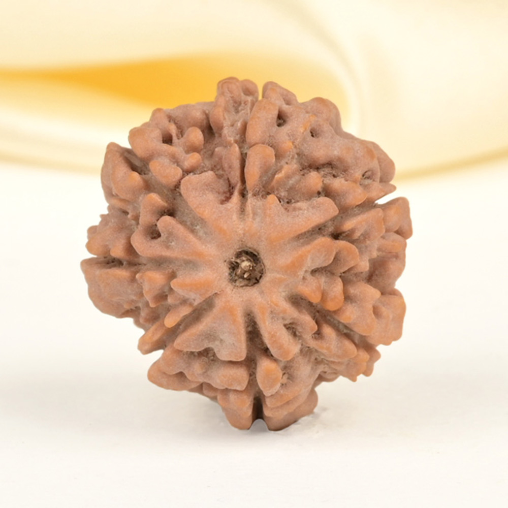 Collector 7 Mukhi from Nepal - DCLXXXII