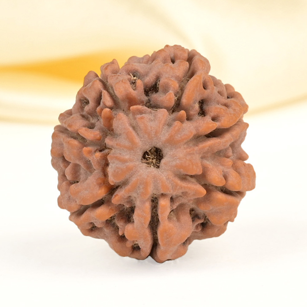 Collector 7 Mukhi from Nepal - DCLXXXIII