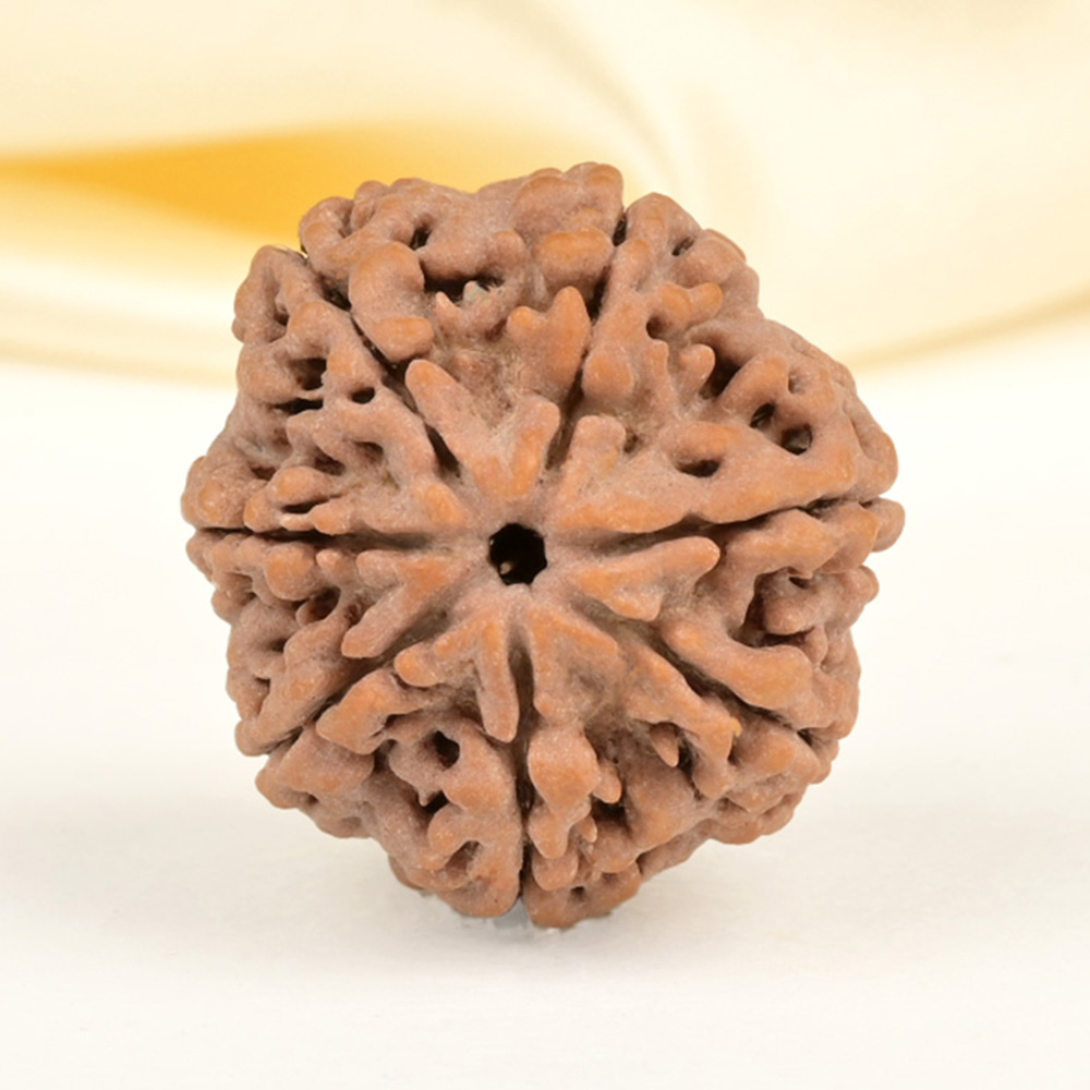 Collector 7 Mukhi from Nepal - DCLXXXIV